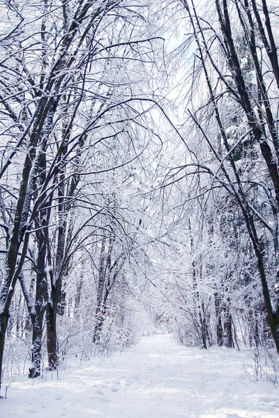 Zimní Les v parku smrk — Stock fotografie