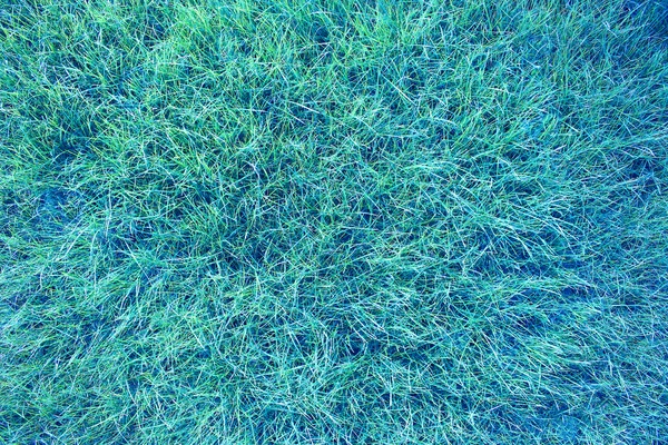 Groene achtergrond van gras — Stockfoto