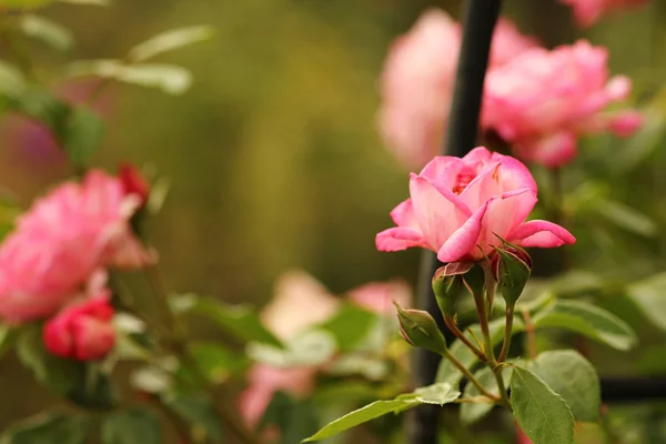 バラの枝の色の花 — ストック写真