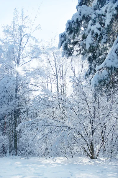 Winter forest in de park spar — Stockfoto