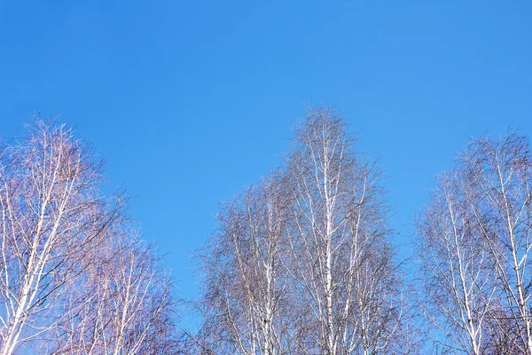 Bosque de invierno en el parque abeto — Foto de Stock