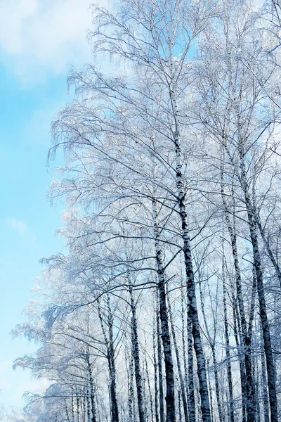 Bosque de invierno en el parque abeto — Foto de Stock
