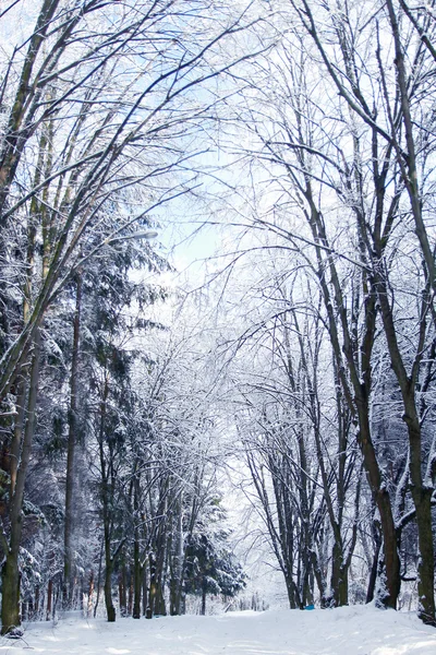 Winter forest in the park spruce — Stock Photo, Image