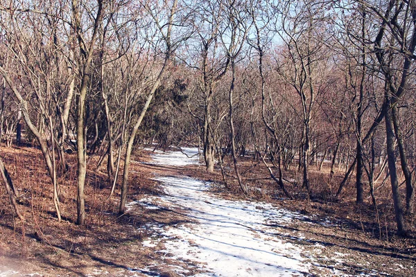Forêt d'hiver dans le parc épicéa — Photo