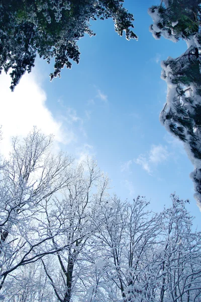 Зимовий ліс в парку ялина — стокове фото