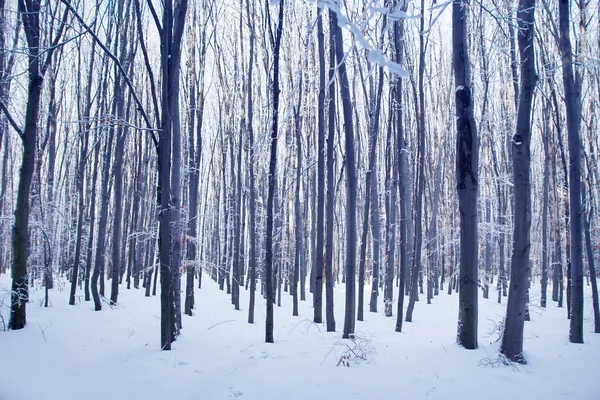 Winter park forest — Stockfoto