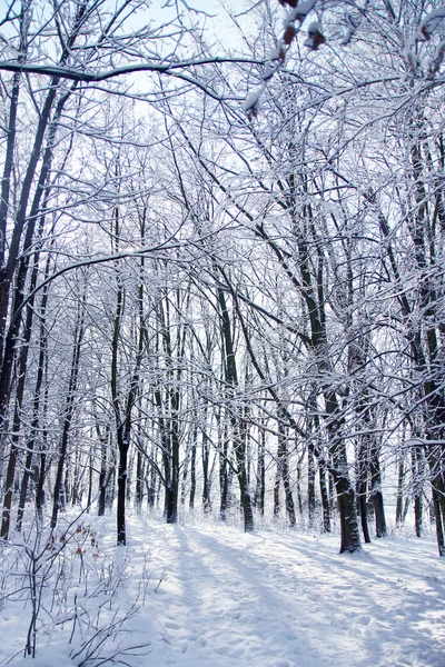 Park Ladin ormanında kış — Stok fotoğraf