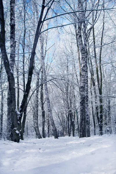 Зимовий ліс в парку ялина — стокове фото