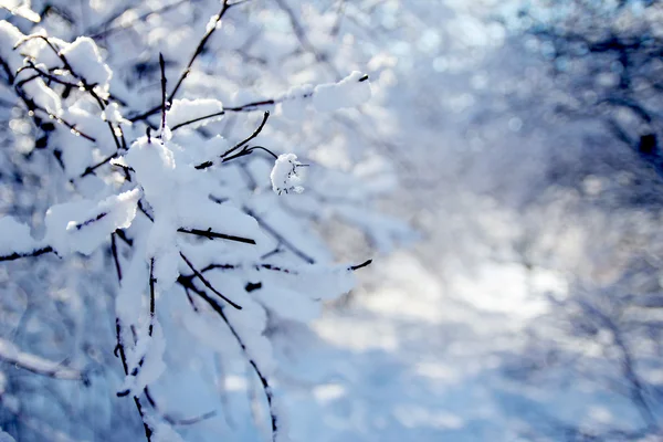 Winter forest i park — Stockfoto