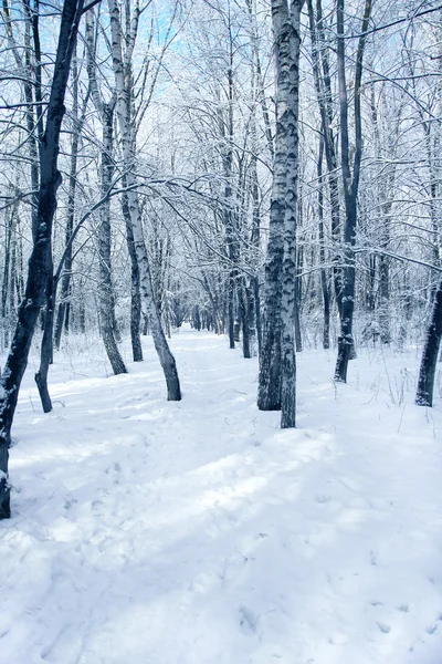 Floresta de inverno no abeto parque — Fotografia de Stock