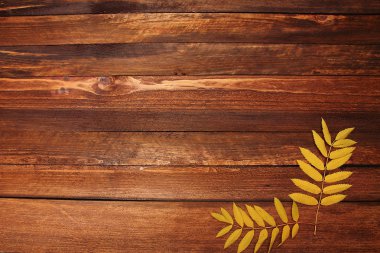 sonbahar yaprakları arka plan