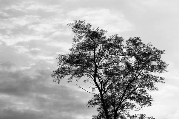 Σιλουέτα ενός δέντρου στη φύση — Φωτογραφία Αρχείου