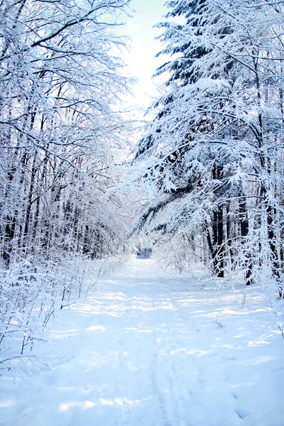 Bosque de invierno parque —  Fotos de Stock