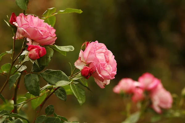 Ramo de rosas cores flores — Fotografia de Stock