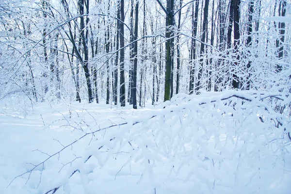 Χειμώνα forest park — Φωτογραφία Αρχείου