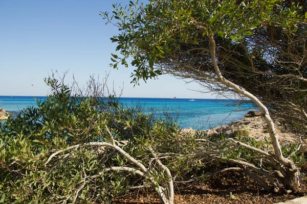 Landscape near the sea shore — Stock Photo, Image