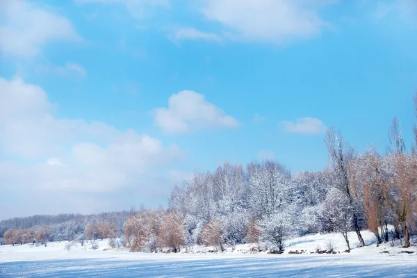 Kış park orman — Stok fotoğraf