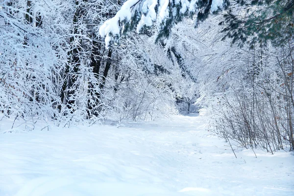 Parque de inverno floresta — Fotografia de Stock