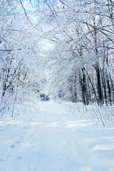Winter park forest — Stockfoto
