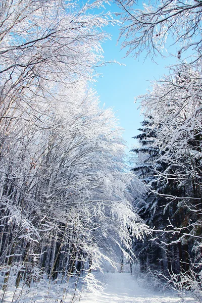 Parque florestal de inverno — Fotografia de Stock
