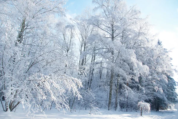 Parque florestal de inverno — Fotografia de Stock