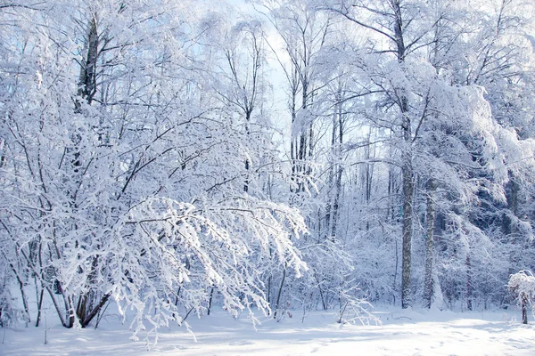 Parque forestal de invierno —  Fotos de Stock