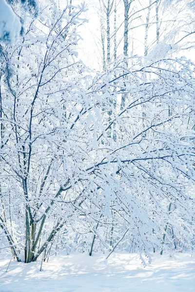 Parco forestale invernale — Foto Stock