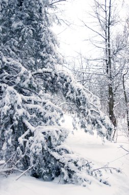 Karlı kış ormanı