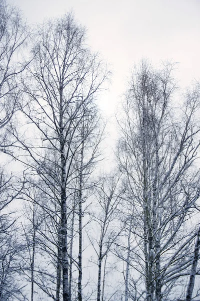 Besneeuwd winterbos — Stockfoto