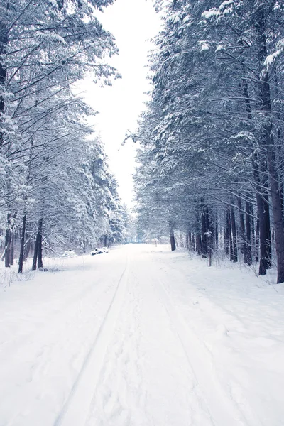 Winter road forest — Stock Photo, Image