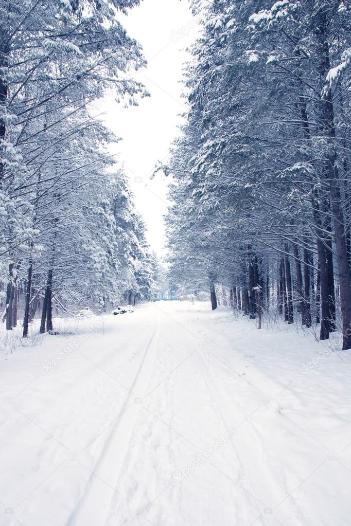 winter road forest