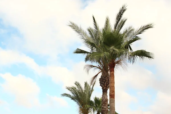 Palmbomen in het resort — Stockfoto