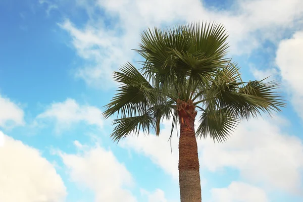 Palmeira na estância — Fotografia de Stock
