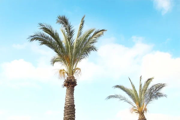 Palmbomen in het resort — Stockfoto