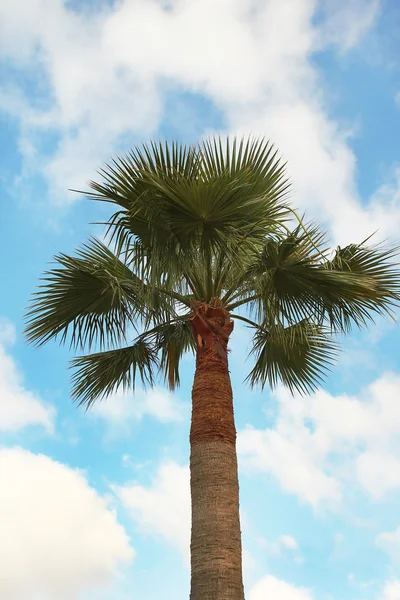 Palmboom in resort — Stockfoto