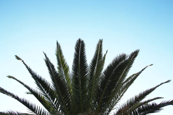 Palmeira na estância — Fotografia de Stock