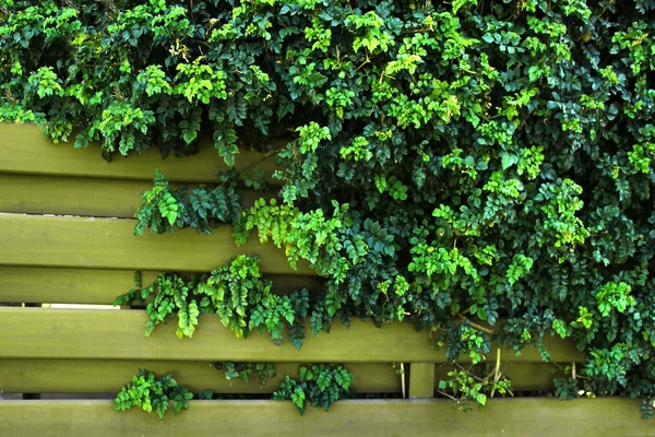 Fond en bois avec plante verte — Photo