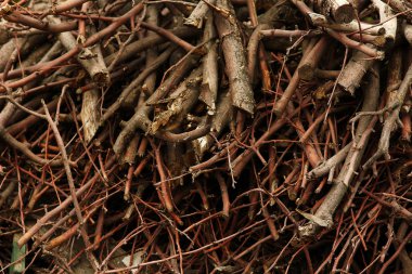 Dalları yakacak odun yakın çekim için