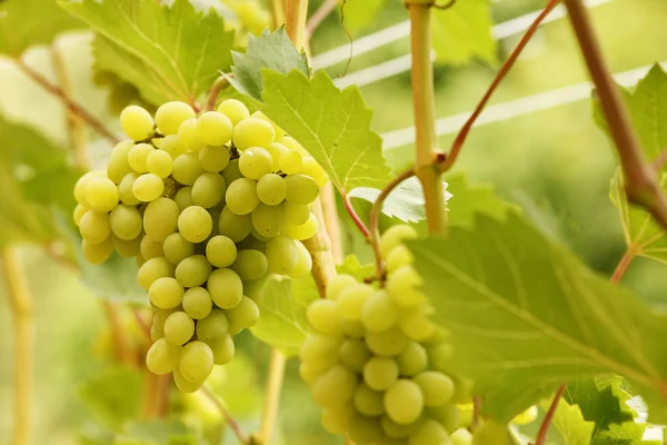 Rígido com uvas verdes — Fotografia de Stock