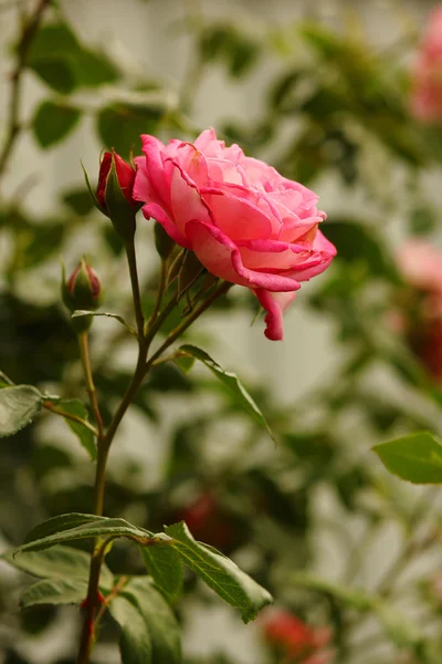 Vacker gren av rosor blommor — Stockfoto