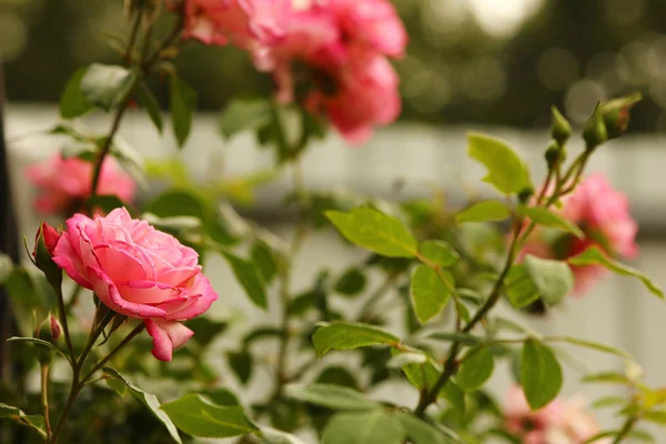 Beautiful branch of roses flowers — Stock Photo, Image