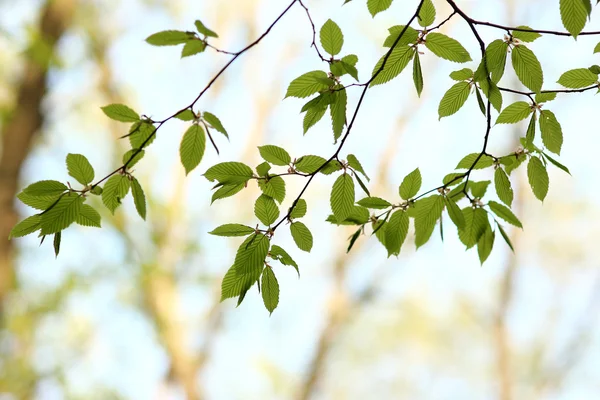 Zöld levelek a fáról — Stock Fotó