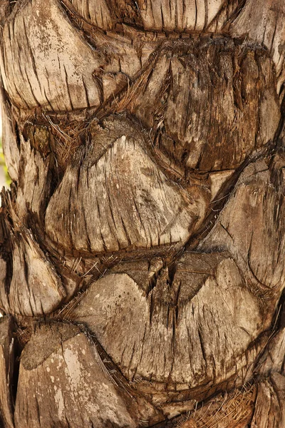 Corteccia di una struttura di palma — Foto Stock