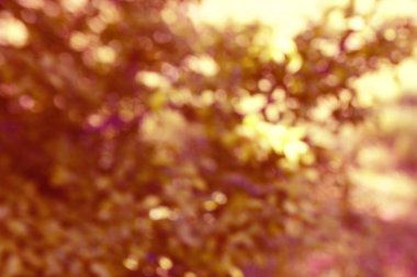 Bulanık yeşil dal arka plan