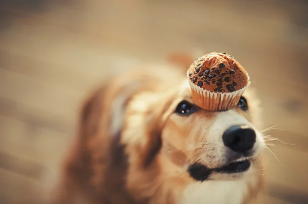 Bordercollie hond houdt taart op haar neus — Stockfoto