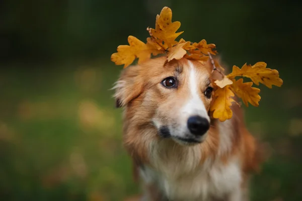 Border Collie under yellow leaves in autumn — Stock Photo, Image