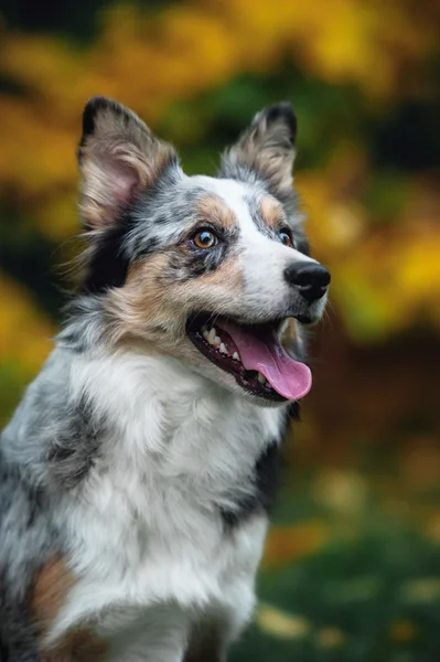 Feliz filhote de cachorro fronteira collie — Fotografia de Stock