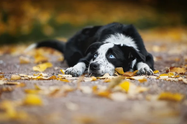 Happy puppy border collie — Stock Photo, Image