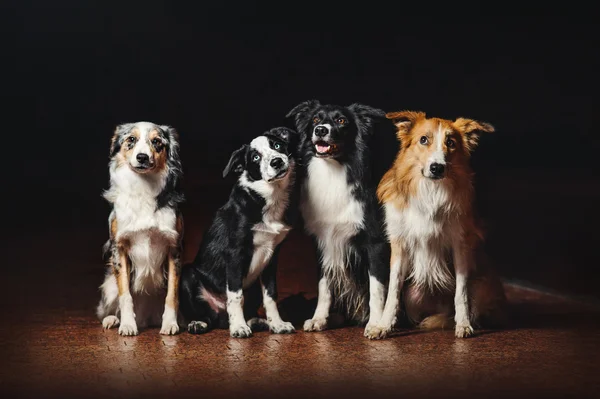 Gruppo di cani felici confine collies — Foto Stock