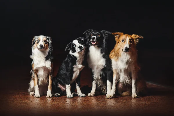 Grupo de perros felices collies frontera — Foto de Stock